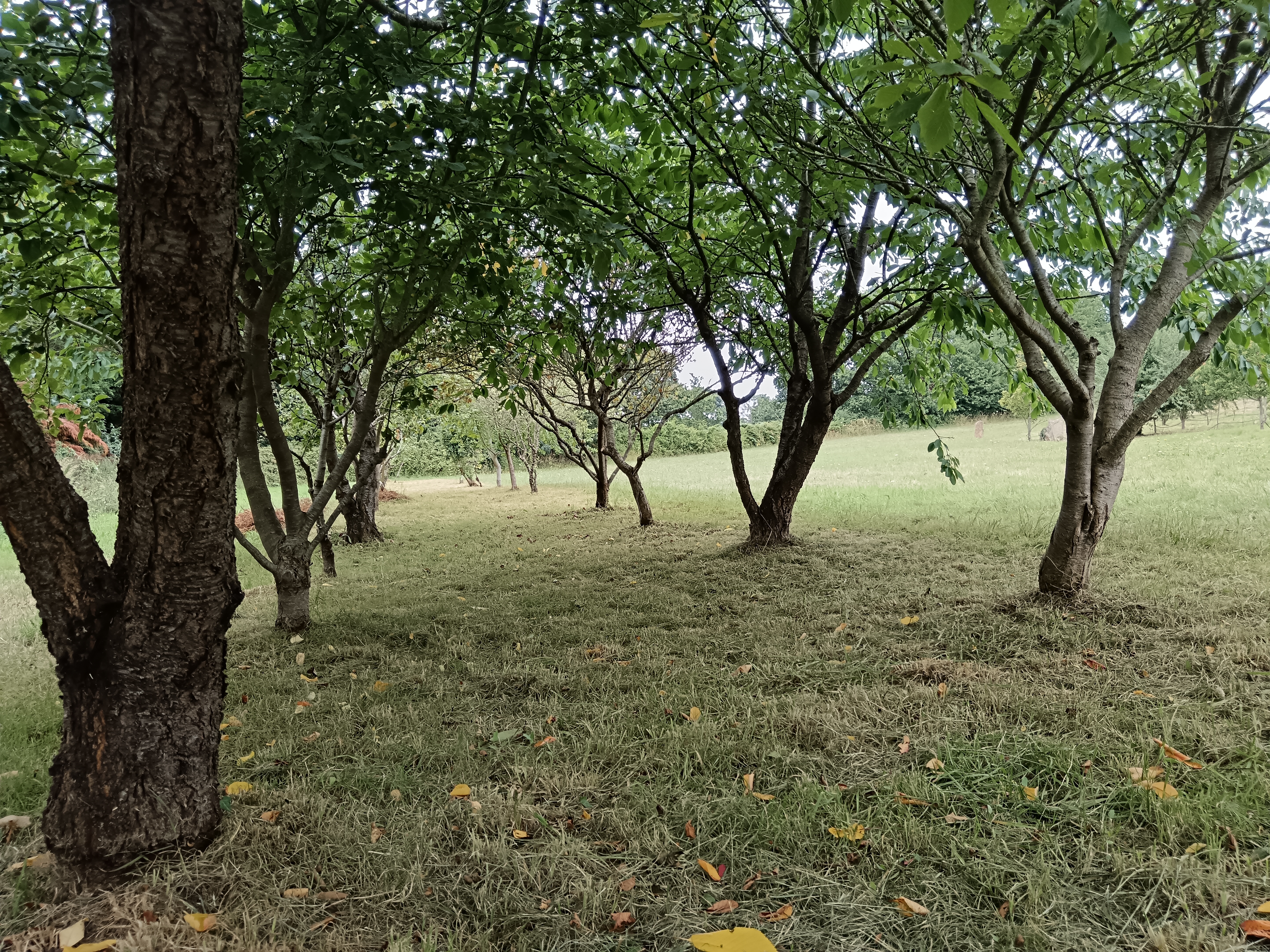 Camping à la ferme à Herbarius