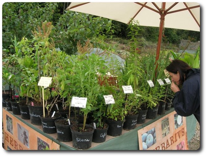 Vente de plantes au jardin Herbarius